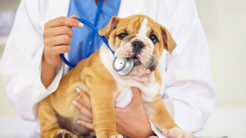 Is Your Veterinary Equipment Pet Approved?