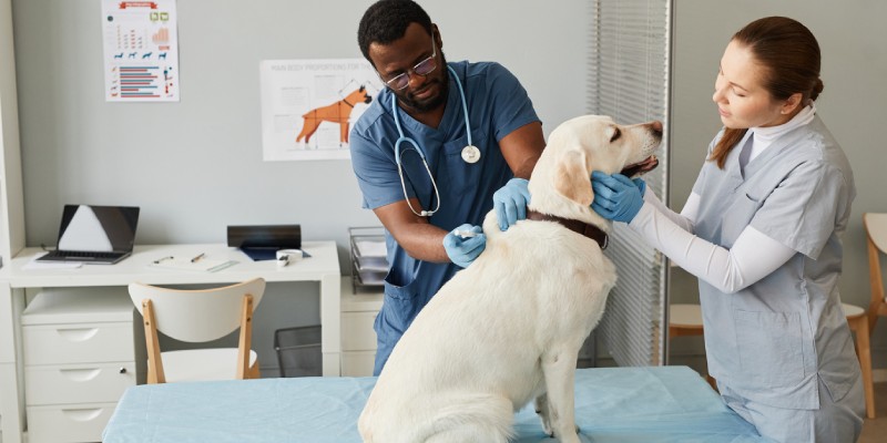 Essential Veterinary Equipment for Your New Veterinary Clinic