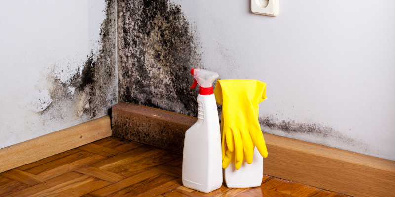 5 Reasons Why You Should Consider Professional Mold Removal Services