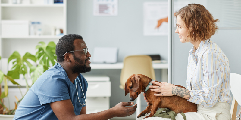 Two Common Reasons You Might Need an Emergency Vet