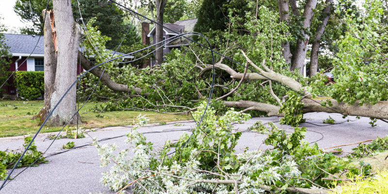 Tree Removal 101: What to Do When a Tree Poses an Immediate Threat